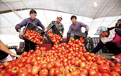 勝豐村蔬菜基地喜獲豐收